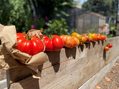 Tomatoes grown by Sunol Community School