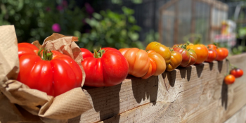 Sunol Community School Harvest
