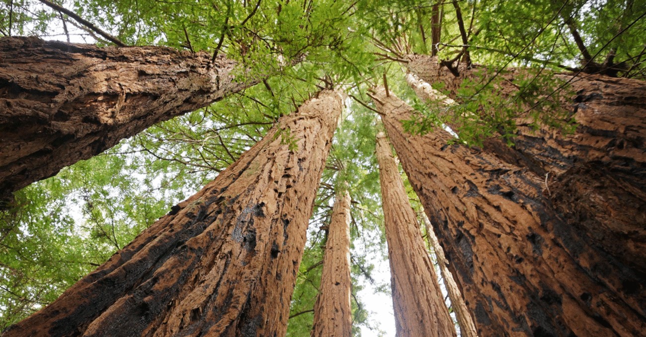 Redwood.jpg