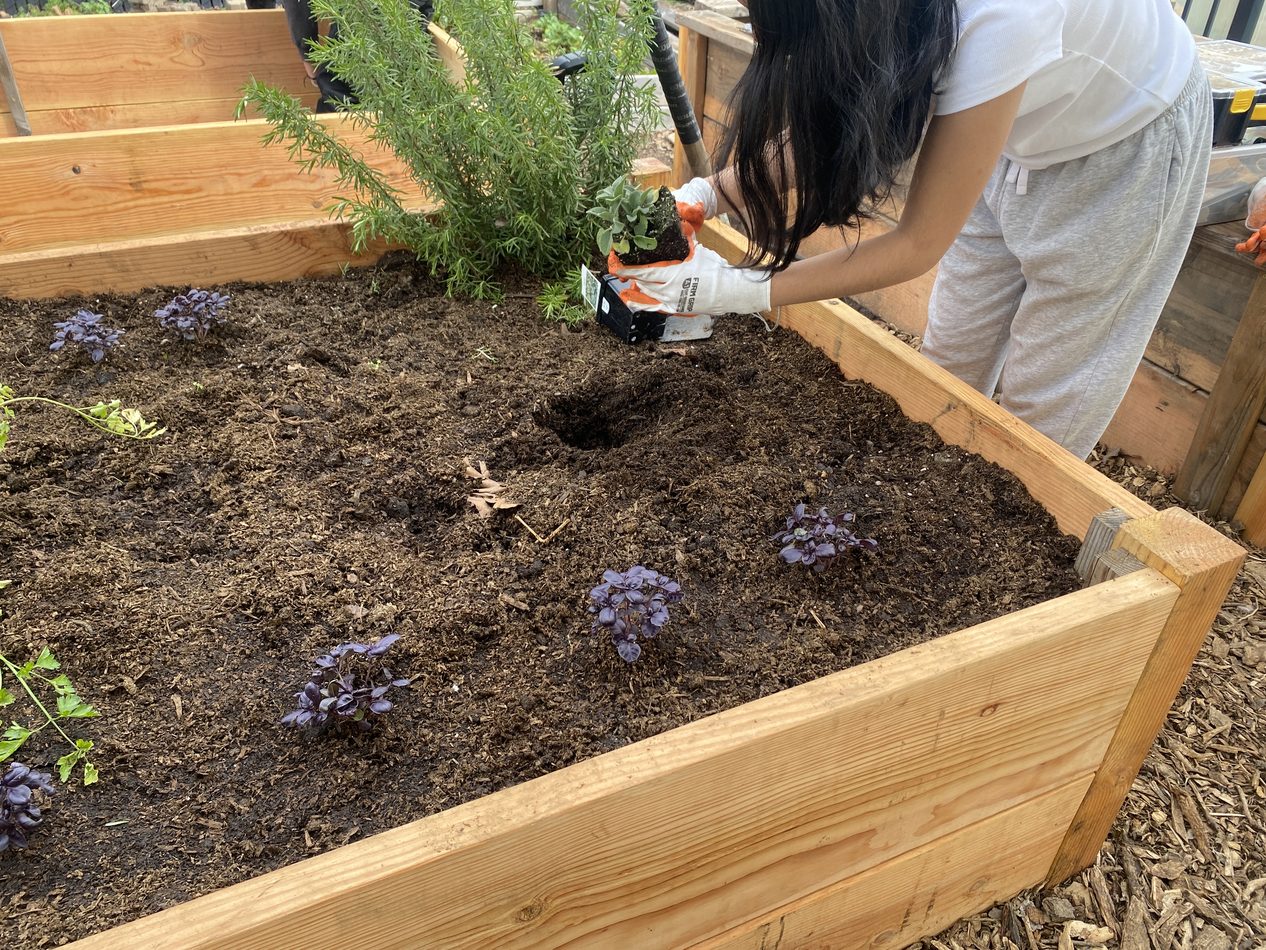 A student adding a plant to the school garden